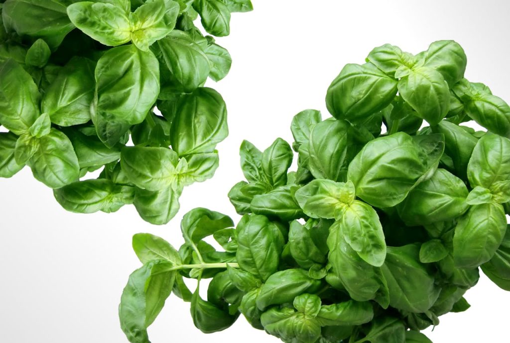 basil herbs green mediterranean 40720.jpeg